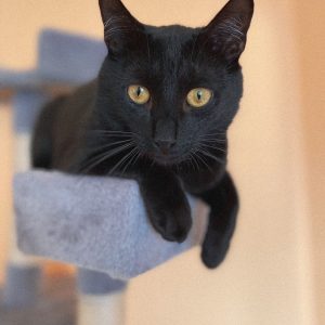 TOPI kaķu mājas Tors