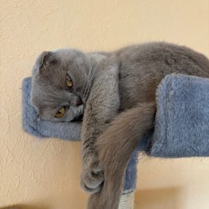 Kaķu mājas TOPI Pifa